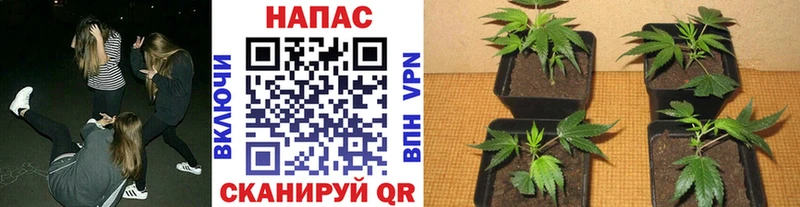 Купить закладки  Сурск  Бошки марихуана гибрид 